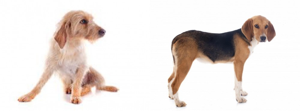 Beagle-Harrier vs Basset Fauve de Bretagne - Breed Comparison