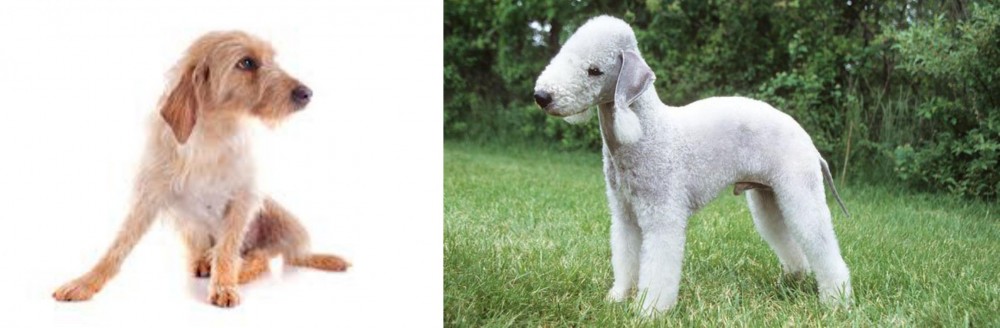 Bedlington Terrier vs Basset Fauve de Bretagne - Breed Comparison