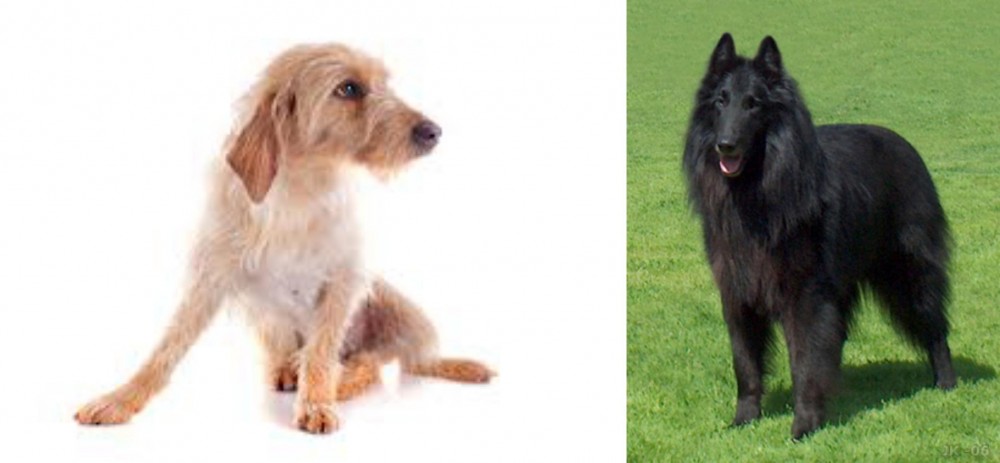 Belgian Shepherd Dog (Groenendael) vs Basset Fauve de Bretagne - Breed Comparison