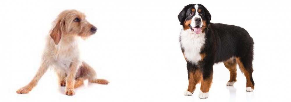 Bernese Mountain Dog vs Basset Fauve de Bretagne - Breed Comparison