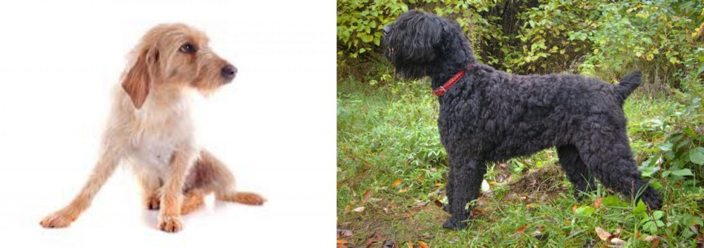 Black Russian Terrier vs Basset Fauve de Bretagne - Breed Comparison