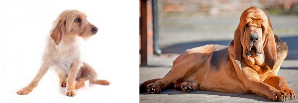 Bloodhound vs Basset Fauve de Bretagne - Breed Comparison