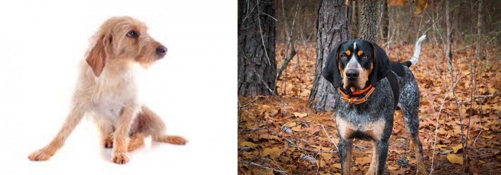 Bluetick Coonhound vs Basset Fauve de Bretagne - Breed Comparison