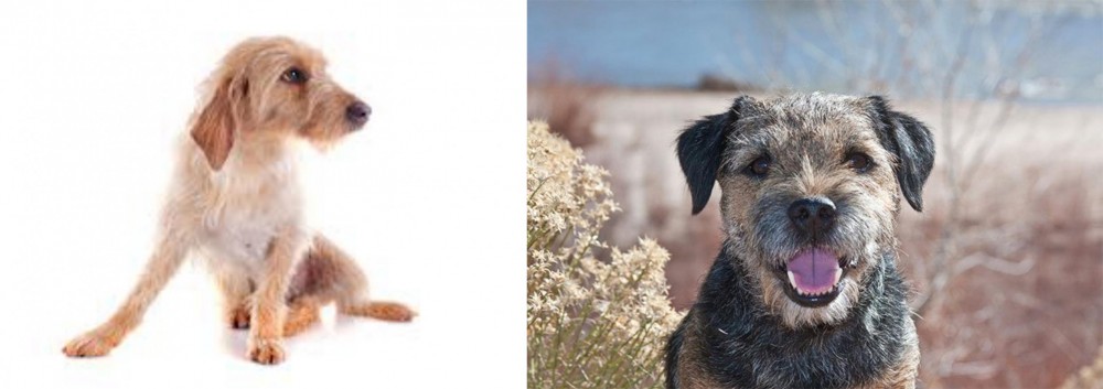 Border Terrier vs Basset Fauve de Bretagne - Breed Comparison