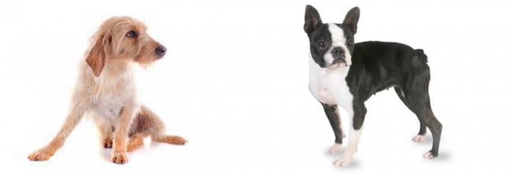 Boston Terrier vs Basset Fauve de Bretagne - Breed Comparison