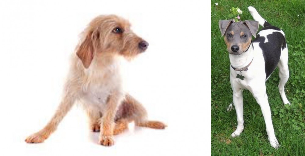 Brazilian Terrier vs Basset Fauve de Bretagne - Breed Comparison
