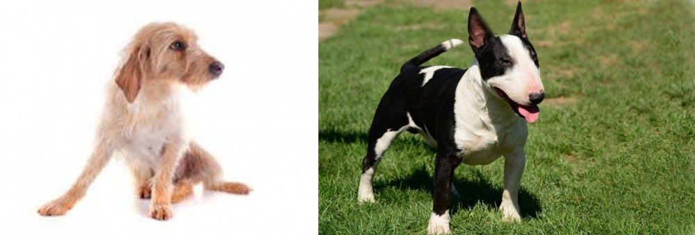 Bull Terrier Miniature vs Basset Fauve de Bretagne - Breed Comparison
