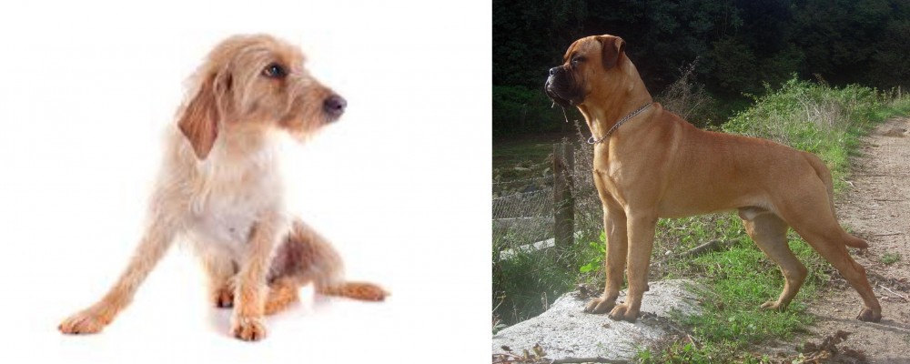 Bullmastiff vs Basset Fauve de Bretagne - Breed Comparison