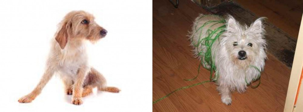 Cairland Terrier vs Basset Fauve de Bretagne - Breed Comparison