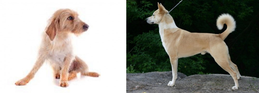 Canaan Dog vs Basset Fauve de Bretagne - Breed Comparison