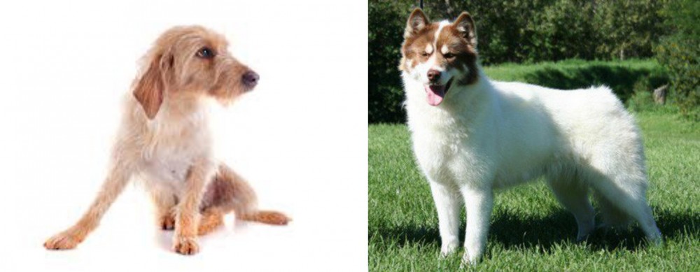 Canadian Eskimo Dog vs Basset Fauve de Bretagne - Breed Comparison