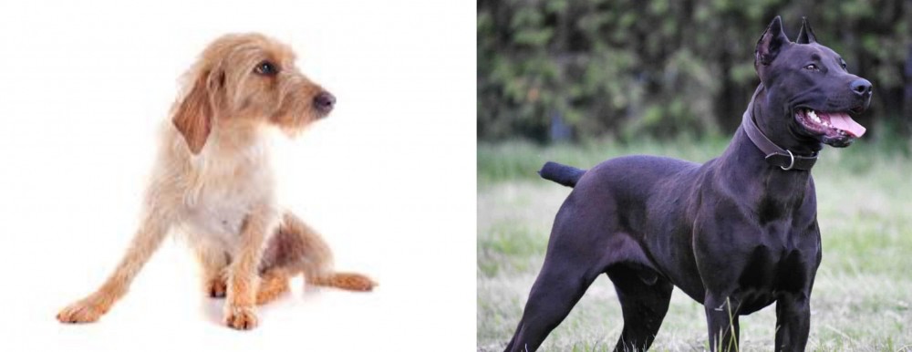Canis Panther vs Basset Fauve de Bretagne - Breed Comparison