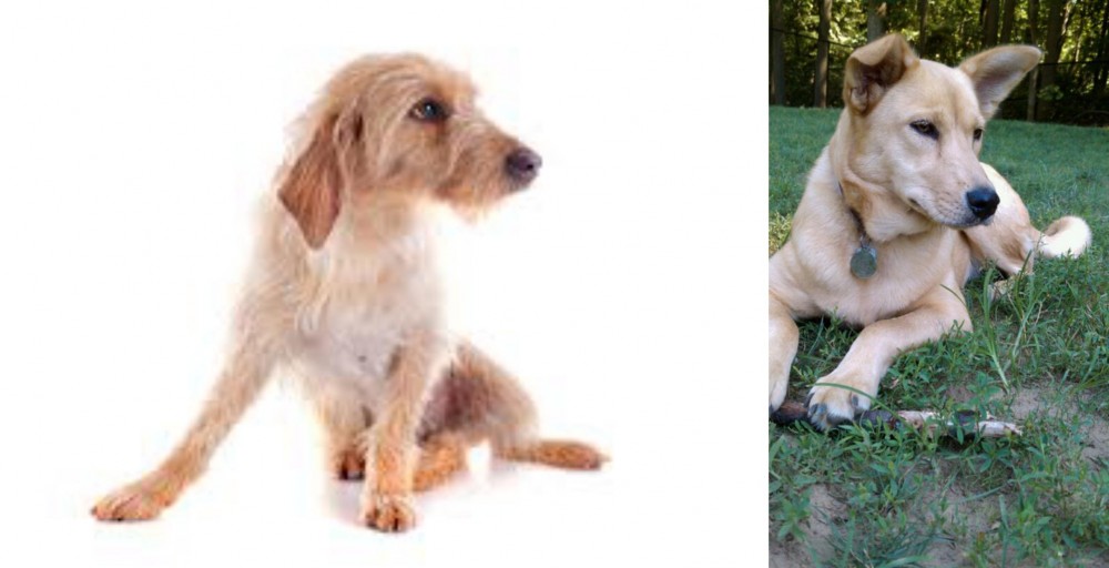 Carolina Dog vs Basset Fauve de Bretagne - Breed Comparison