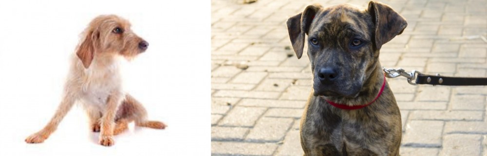 Catahoula Bulldog vs Basset Fauve de Bretagne - Breed Comparison