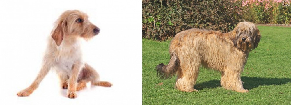 Catalan Sheepdog vs Basset Fauve de Bretagne - Breed Comparison