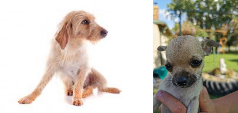 Chihuahua vs Basset Fauve de Bretagne - Breed Comparison