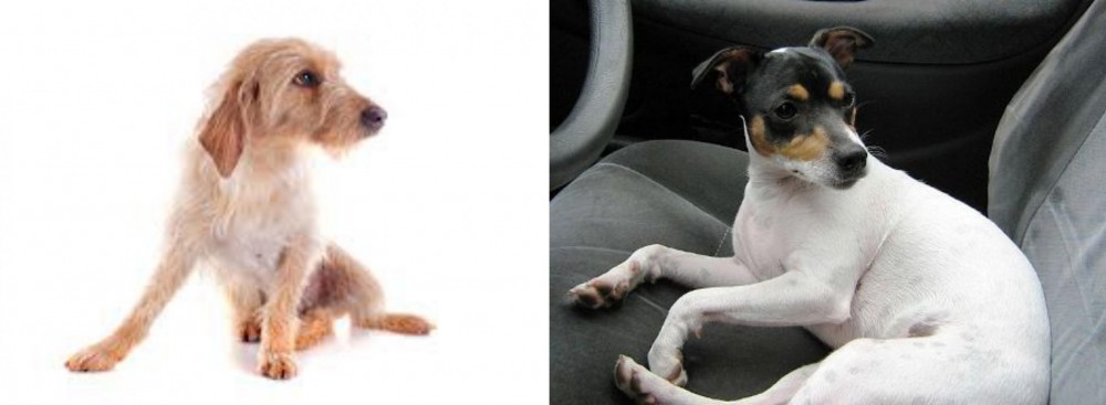Chilean Fox Terrier vs Basset Fauve de Bretagne - Breed Comparison