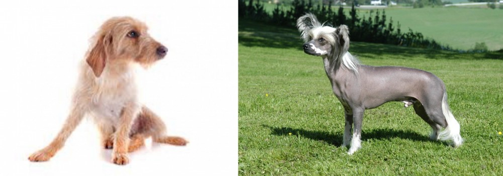 Chinese Crested Dog vs Basset Fauve de Bretagne - Breed Comparison