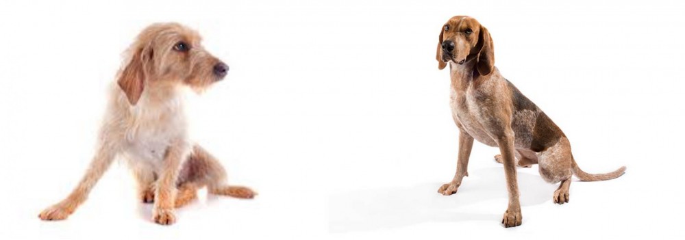 Coonhound vs Basset Fauve de Bretagne - Breed Comparison