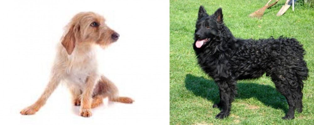 Croatian Sheepdog vs Basset Fauve de Bretagne - Breed Comparison