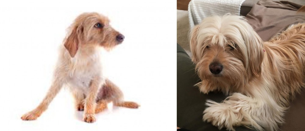 Cyprus Poodle vs Basset Fauve de Bretagne - Breed Comparison