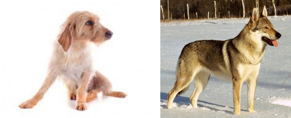 Czechoslovakian Wolfdog vs Basset Fauve de Bretagne - Breed Comparison