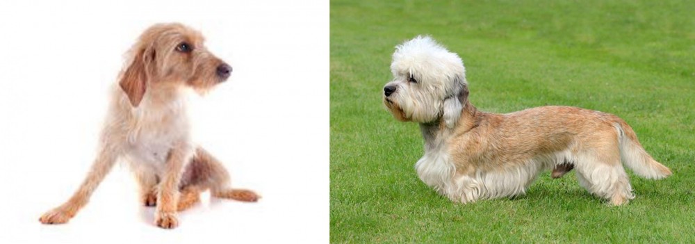 Dandie Dinmont Terrier vs Basset Fauve de Bretagne - Breed Comparison