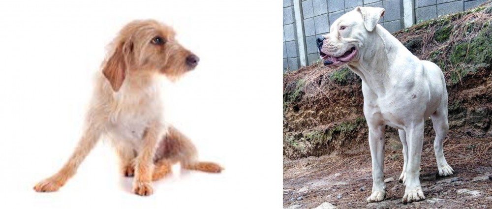 Dogo Guatemalteco vs Basset Fauve de Bretagne - Breed Comparison