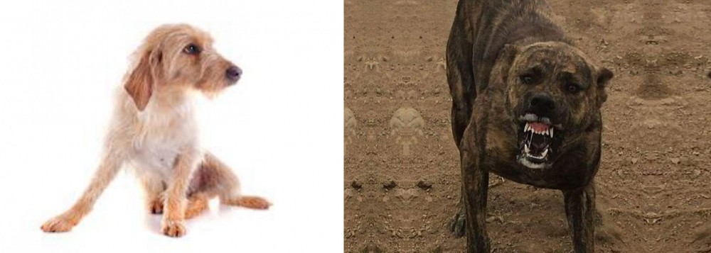 Dogo Sardesco vs Basset Fauve de Bretagne - Breed Comparison