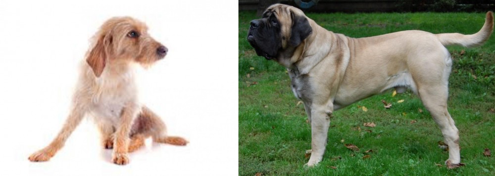 English Mastiff vs Basset Fauve de Bretagne - Breed Comparison