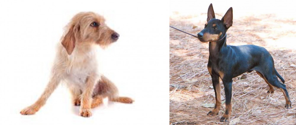 English Toy Terrier (Black & Tan) vs Basset Fauve de Bretagne - Breed Comparison