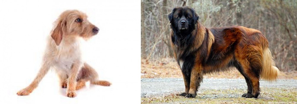 Estrela Mountain Dog vs Basset Fauve de Bretagne - Breed Comparison