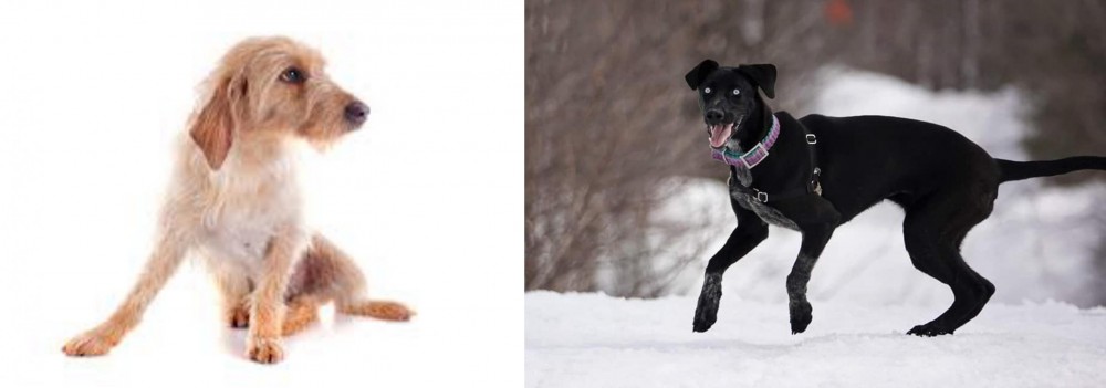 Eurohound vs Basset Fauve de Bretagne - Breed Comparison