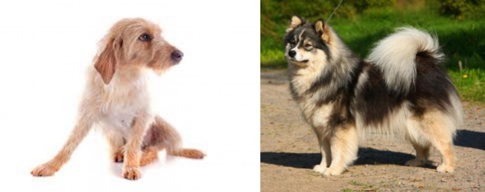 Finnish Lapphund vs Basset Fauve de Bretagne - Breed Comparison