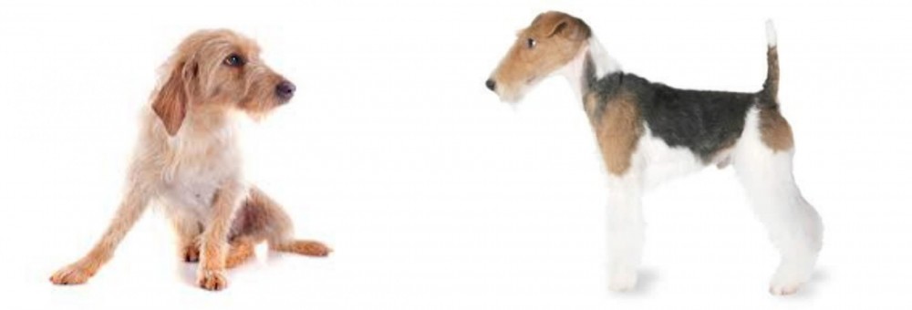 Fox Terrier vs Basset Fauve de Bretagne - Breed Comparison