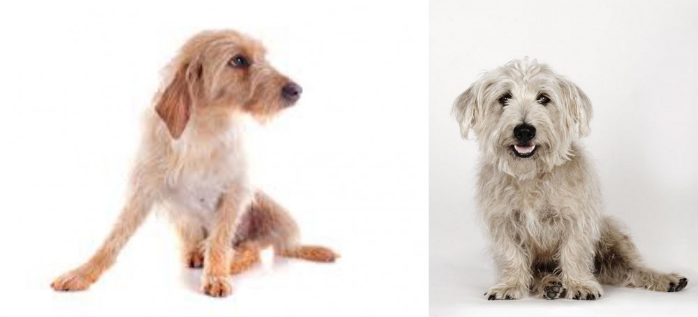 Glen of Imaal Terrier vs Basset Fauve de Bretagne - Breed Comparison