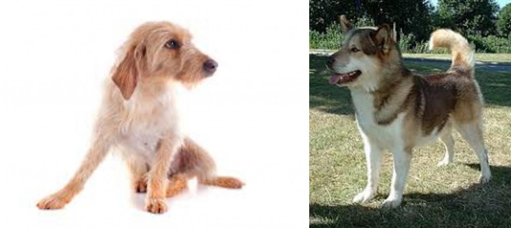 Greenland Dog vs Basset Fauve de Bretagne - Breed Comparison