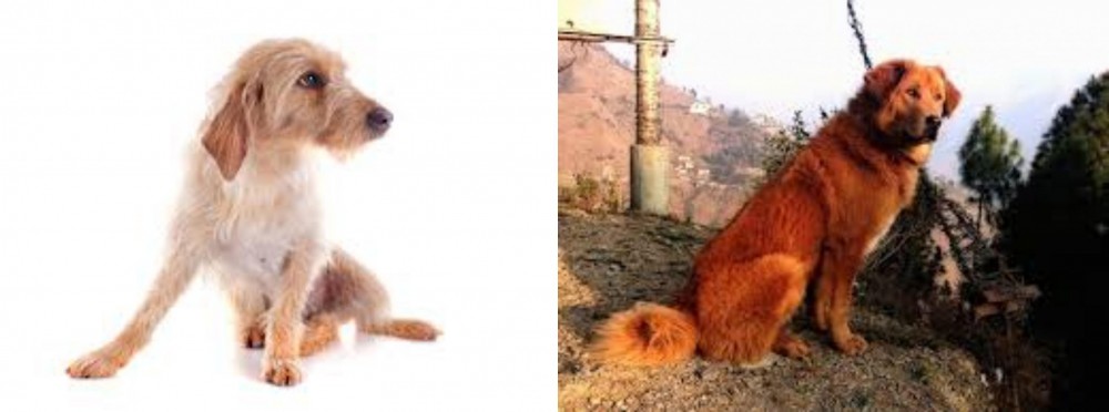 Himalayan Sheepdog vs Basset Fauve de Bretagne - Breed Comparison