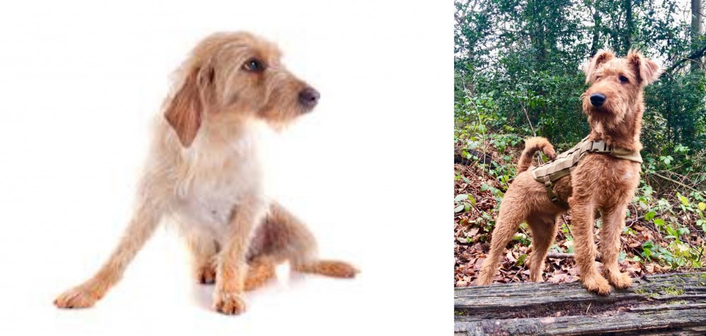 Irish Terrier vs Basset Fauve de Bretagne - Breed Comparison