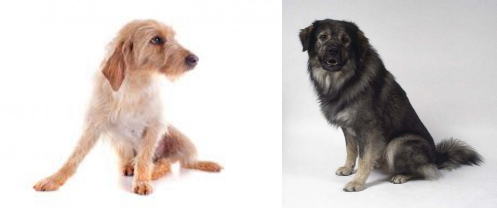 Istrian Sheepdog vs Basset Fauve de Bretagne - Breed Comparison