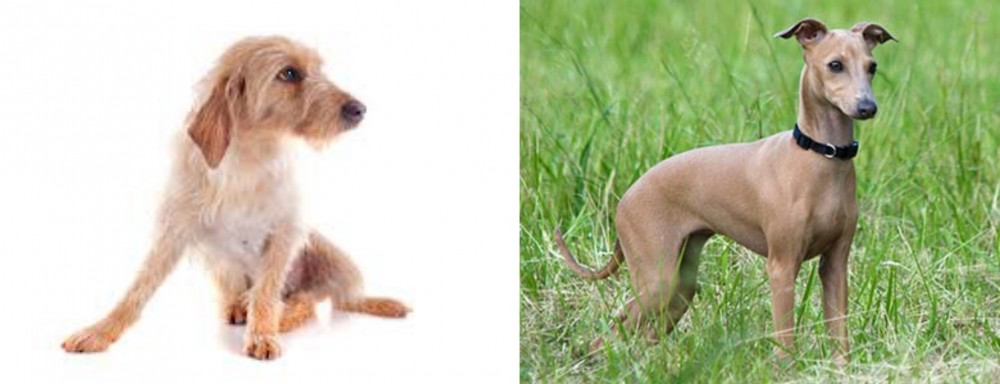 Italian Greyhound vs Basset Fauve de Bretagne - Breed Comparison