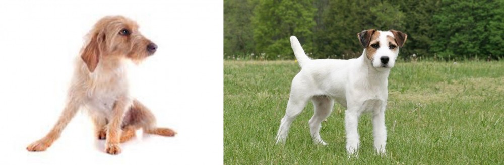 Jack Russell Terrier vs Basset Fauve de Bretagne - Breed Comparison