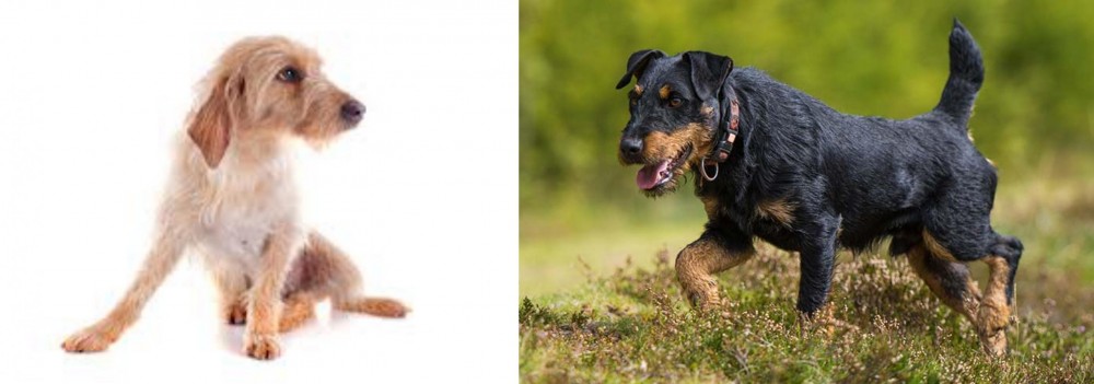 Jagdterrier vs Basset Fauve de Bretagne - Breed Comparison