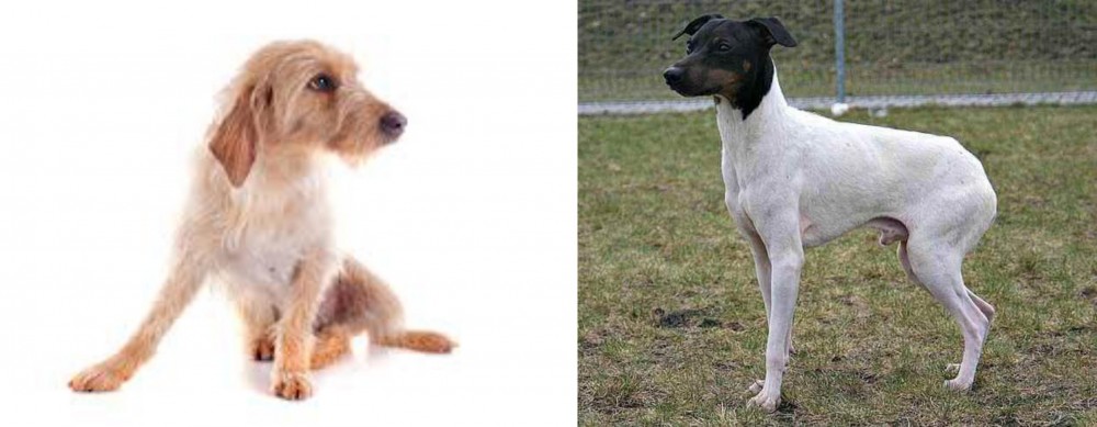 Japanese Terrier vs Basset Fauve de Bretagne - Breed Comparison
