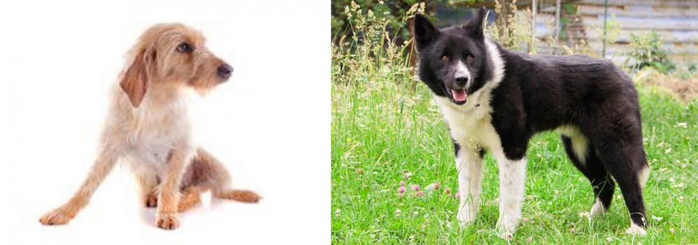 Karelian Bear Dog vs Basset Fauve de Bretagne - Breed Comparison