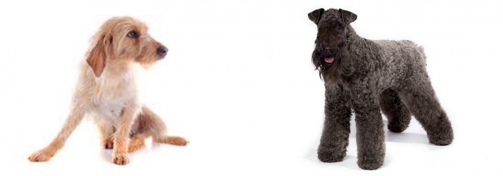 Kerry Blue Terrier vs Basset Fauve de Bretagne - Breed Comparison
