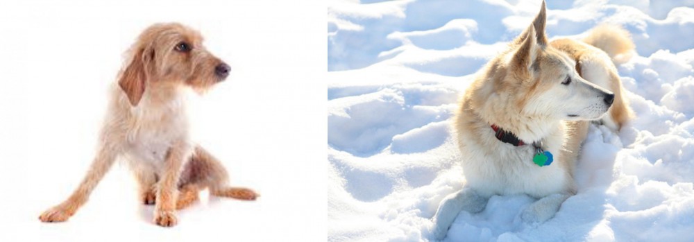 Labrador Husky vs Basset Fauve de Bretagne - Breed Comparison
