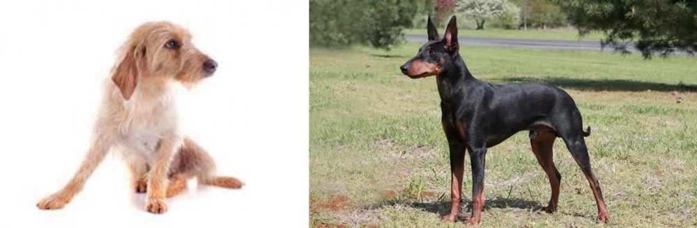Manchester Terrier vs Basset Fauve de Bretagne - Breed Comparison