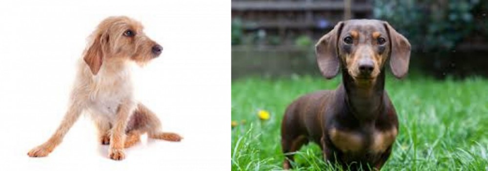 Miniature Dachshund vs Basset Fauve de Bretagne - Breed Comparison