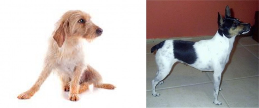 Miniature Fox Terrier vs Basset Fauve de Bretagne - Breed Comparison